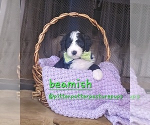 Bernedoodle Puppy for sale in TEMPLE, GA, USA