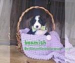 Image preview for Ad Listing. Nickname: Beamish
