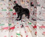 Small Photo #31 YorkiePoo Puppy For Sale in LAPEER, MI, USA