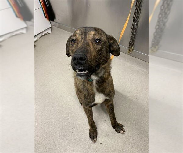 Medium Photo #1 Siberian Husky-Unknown Mix Puppy For Sale in Fairbanks, AK, USA