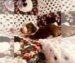 Small Photo #7 Dorgi Puppy For Sale in HURST, IL, USA