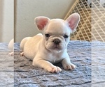 Small #2 French Bulldog