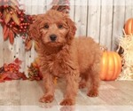 Small Photo #1 Goldendoodle-Poodle (Miniature) Mix Puppy For Sale in MOUNT VERNON, OH, USA