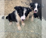 Small Photo #8 Border Collie Puppy For Sale in BLANCO, TX, USA