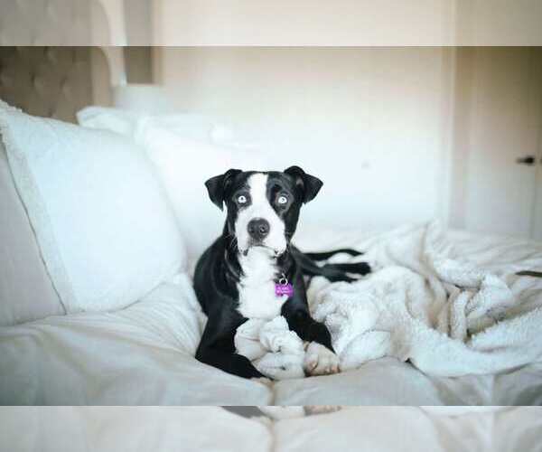 Medium Photo #8 American Staffordshire Terrier-Siberian Husky Mix Puppy For Sale in La Verne, CA, USA