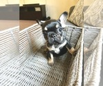 Small Photo #75 French Bulldog Puppy For Sale in CHARLOTTE, NC, USA