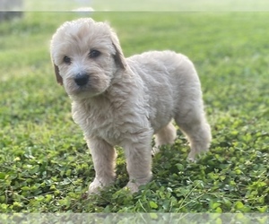 Labradoodle Puppy for sale in CANON, GA, USA