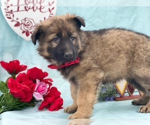 German Shepherd Dog Puppy for sale in LANCASTER, PA, USA