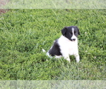 Small Photo #8 Border Collie Puppy For Sale in BLOOMINGTON, WI, USA
