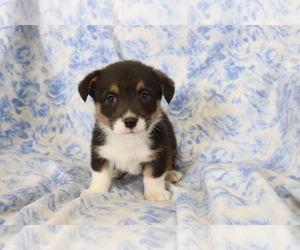 Pembroke Welsh Corgi Puppy for sale in SHILOH, OH, USA