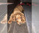 Small Photo #8 Irish Setter Puppy For Sale in KINGWOOD, TX, USA