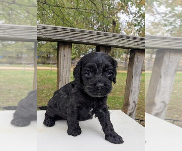 Medium Photo #4 Cock-A-Poo Puppy For Sale in SALEM, MO, USA