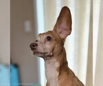 Small #2 Dachshund Mix