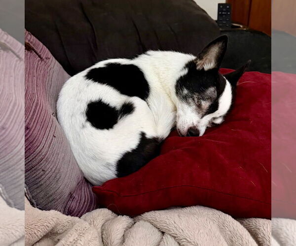 Medium Photo #16 Chihuahua Puppy For Sale in Minneapolis, MN, USA