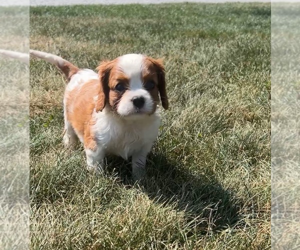 Medium Photo #11 Cavalier King Charles Spaniel Puppy For Sale in PORTAGE, MI, USA