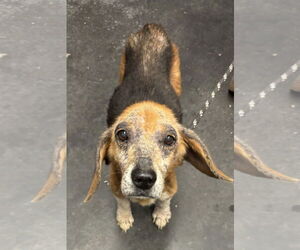 Beagle Dogs for adoption in Stratham, NH, USA