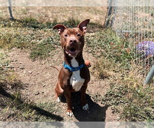 Mutt Dogs for adoption in McKinleyville, CA, USA