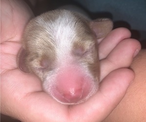 Dachshund Puppy for sale in LUFKIN, TX, USA