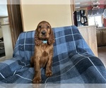 Image preview for Ad Listing. Nickname: Irish Setter