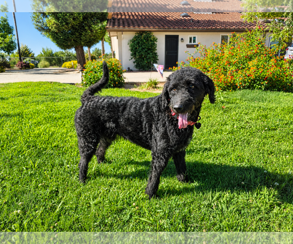 Medium Photo #3 Labrador Retriever-Unknown Mix Puppy For Sale in Clovis, CA, USA