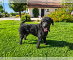 Small #2 Labrador Retriever Mix
