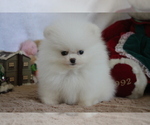 Small Photo #16 Pomeranian Puppy For Sale in SAN FRANCISCO, CA, USA