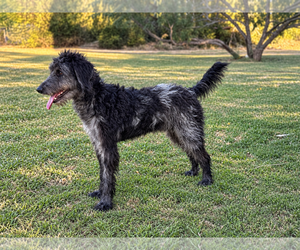 Lucas - Male Poodle (Standard)-Unknown Mix Dog for Adoption - Photo #2