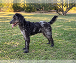 Small Photo #2 Poodle (Standard)-Unknown Mix Puppy For Sale in PIPE CREEK, TX, USA