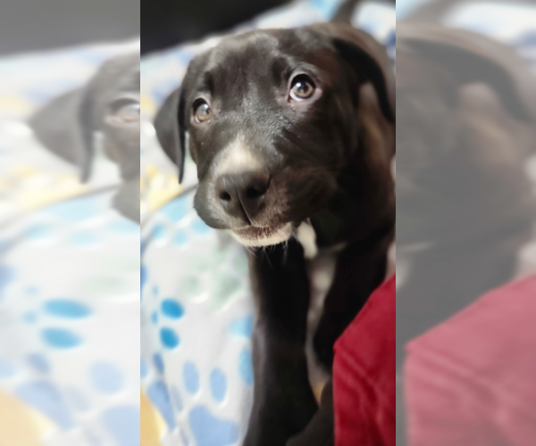 Medium Photo #3 Labrador Retriever-Unknown Mix Puppy For Sale in MIDWAY, UT, USA