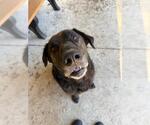 Small #1 Labrador Retriever