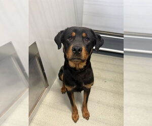 Rottweiler Dogs for adoption in Fayetteville, NC, USA