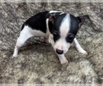 Small #5 Rat Terrier