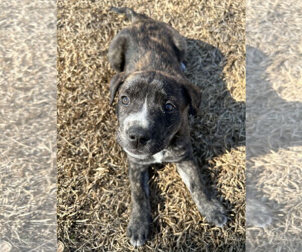 Medium Photo #4 American Staffordshire Terrier-Unknown Mix Puppy For Sale in Holly Springs, NC, USA