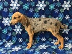 Small Photo #1 American Foxhound Puppy For Sale in GROVESPRING, MO, USA