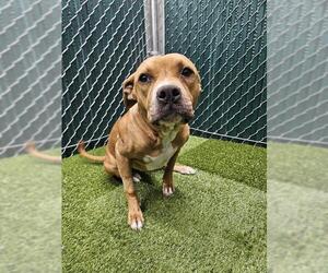 Bullboxer Pit Dogs for adoption in Downey, CA, USA
