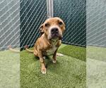 Small Bullboxer Pit