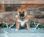 Puppy Kiki Shiba Inu