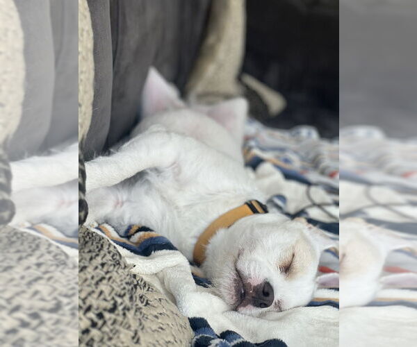Medium Photo #2 French Bulldog-Poodle (Standard) Mix Puppy For Sale in Dana Point, CA, USA