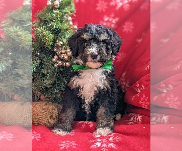 Medium Photo #2 Bernedoodle-Poodle (Standard) Mix Puppy For Sale in COCHRANVILLE, PA, USA