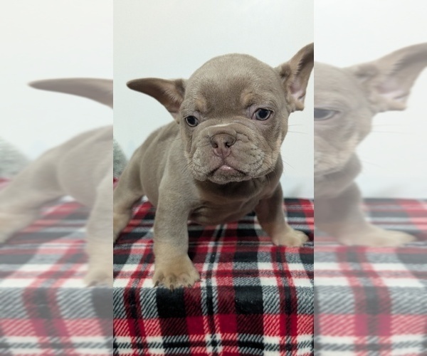 Medium Photo #7 French Bulldog Puppy For Sale in GOSHEN, IN, USA