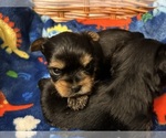 Small Photo #28 Yorkshire Terrier Puppy For Sale in BRIDGETON, NJ, USA