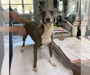 Italian Greyhound Dogs for adoption in Benton, LA, USA