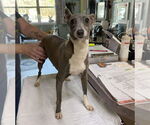Small Italian Greyhound