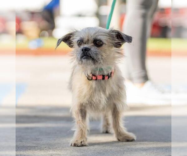 Medium Photo #8 Brussels Griffon-Norwich Terrier Mix Puppy For Sale in San Diego, CA, USA