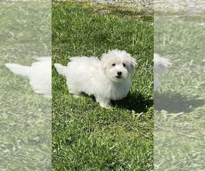 Coton de Tulear Puppy for sale in CANOGA, NY, USA