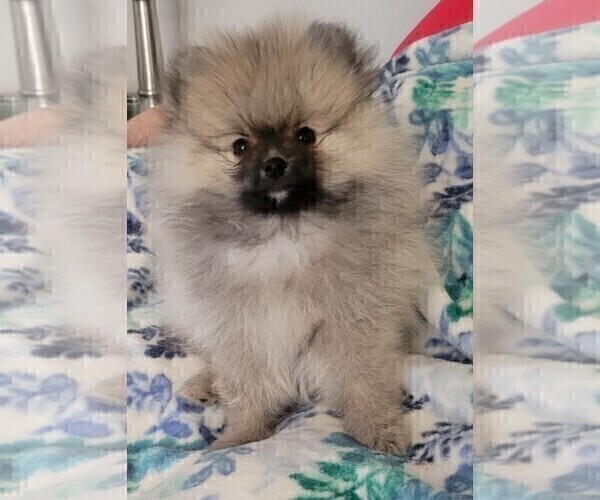 Medium Photo #1 Pomeranian Puppy For Sale in MENIFEE, CA, USA