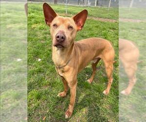 Mutt Dogs for adoption in Conroe, TX, USA