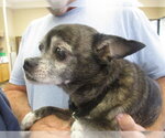 Small Chihuahua