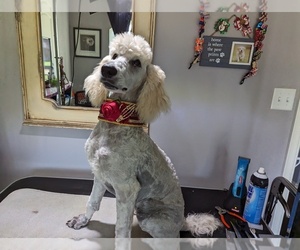 Poodle (Standard) Puppy for sale in SAND SPRINGS, OK, USA
