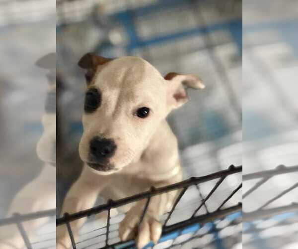 Medium Photo #9 American Pit Bull Terrier-Unknown Mix Puppy For Sale in New York, NY, USA